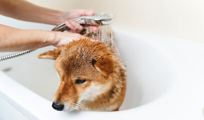 shampoo my shiny Shiba inu dog