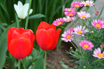 色とりどりに咲き誇る赤白黄色