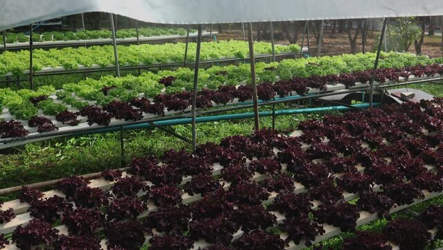 Organic farm , red and green salad plantation,