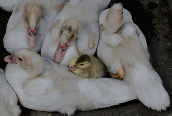 A number of young muscovy ducks resting in rearing pens. This duck has the scientific name Cairina moschata.