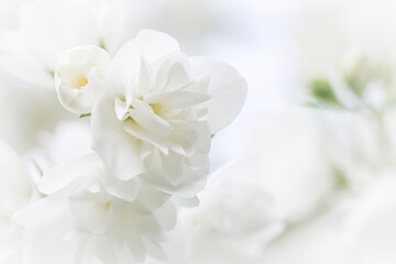 Naklejka na ściany i meble White terry Jasmine flower petals. Macro floral background for holiday brand design