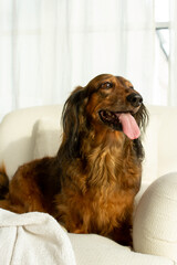 Red long haired dachshund sitting on white chair with open mouth tongue out and looking up