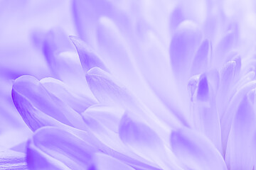 Abstract floral background, white violet daisy flower petals