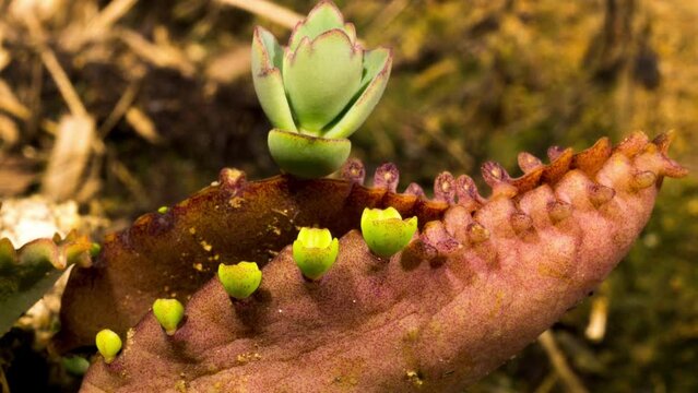 Dying mother of one thousand plant gives birth and energy to new born succulent babies.