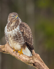 Common Buzzard in winter at a wet forest