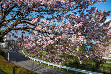 午後の桜
