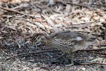 this is a side view of an Australin maned duck chick