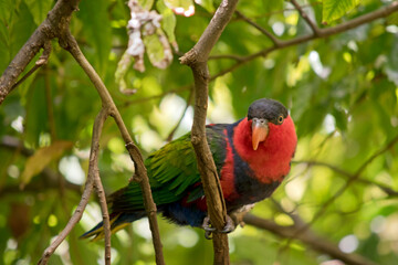 the black capped lory is percched in a tree