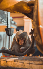 Monkey Temple  Swayambhunath in Kathmandu nepla