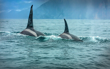 Fototapeta premium two killer whales in the wild resting. Selective focus