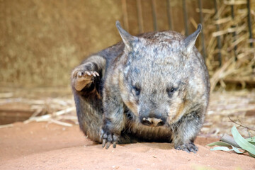 the hairy nosed wombat is having a scratch