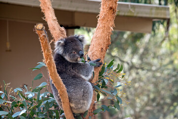 the koala is a grey marsupial with white fluffy ears and a large nose that climbs trees