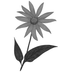 Fototapeta na wymiar Black and White Topinambur with Leaves Isolated on White Background. Jerusalem Artichoke Flower Element Drawn by Pencil.