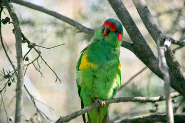 the musk lorikeet is perched on a bush