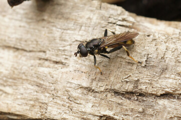Closeup on a Lazy wood fly, Xylota segnis, sitting on wood in the forrest