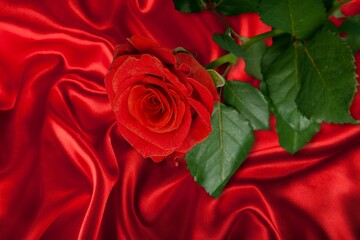 Beautiful red fresh rose flower.