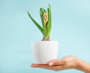 Woman’s hand holding flower pot with spring flower hyacinth on blue background close up