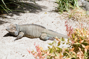 thie is a side view of a rhinoceros iguana