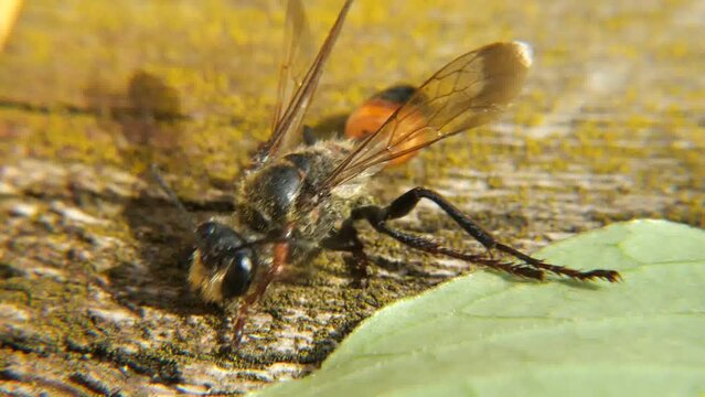 Solitary wasp or eumene.
One of the most diverse groups of wasps of the Vespidae family. Can be found near wet ground.
