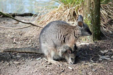 Naklejka premium this is a close up of a tammar wallaby with a joey in her pouch