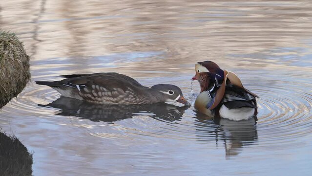 Mandarin Duck hen and drake during courtship ritual as they look to mate.