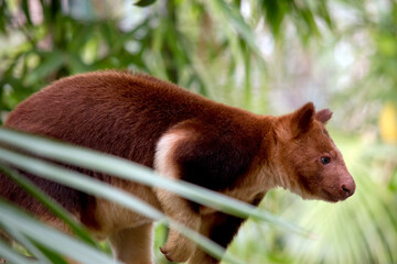 Fototapeta premium this is a side view of a tree kangaroo