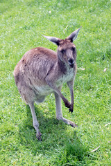 the western grey kangaroo is light brown with a white chest