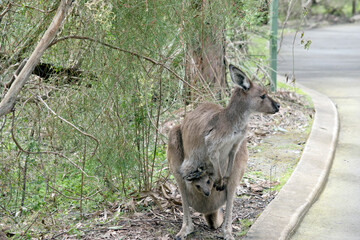 the westen grey kangaroo is mainly brown with a white chest and long tail and black tip