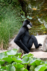 the male white cheeked gibbon is resting on a rock