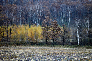 カラマツの黄葉と林(音更町）