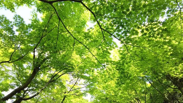 美しい楓の新緑から射し込む木漏れ日を歩きながら主観ショット  4K  2022年5月2日 島根県由志園