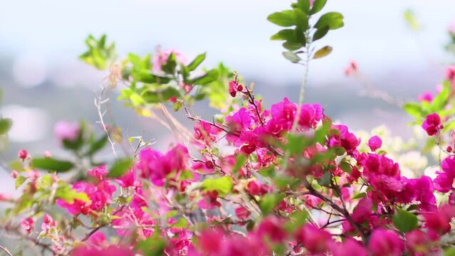 Beautiful pink bougainvillea creeper flowers sway in the wind. Beauty pink floral background