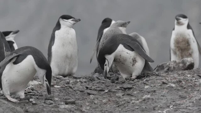 Chinstrap penguin on the beach, close up Antarctica
Antarctica Chinstrap Penguin wildlife, February 2023
