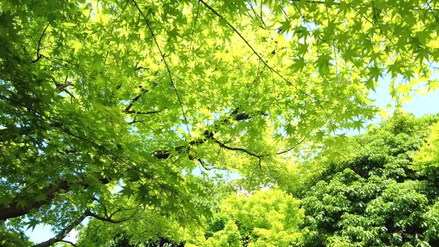 美しい楓の新緑から射し込む木漏れ日を歩きながら主観ショット  4K  2022年5月2日 島根県由志園