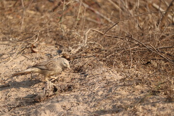 bird on the ground
