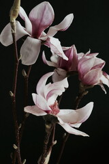 Withering magnolia flowers on branches on a black background. Toned. Botanical poster. Floral card