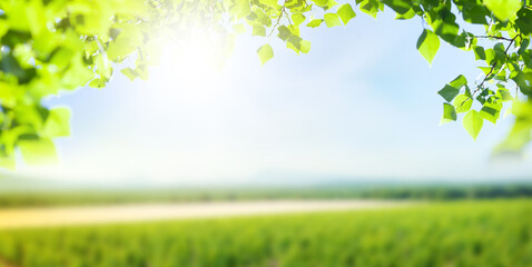 Green grass field, leaf foliage and blue sky