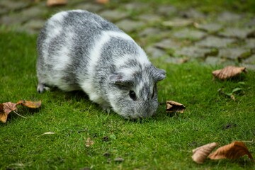 Close up of gray white guinea pig on green meadow.