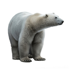 Obraz na płótnie Canvas polar bear isolated on transparent background