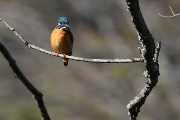 kingfisher on a branch