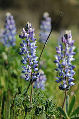 close up of lavender