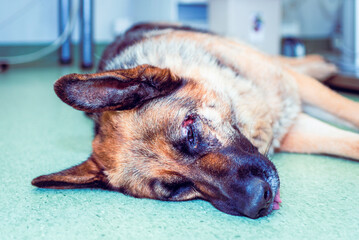 A Lying dog German shepherd with injured,wounded in the head.Wounded pet veterinary concept.