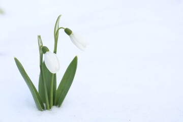 Beautiful blooming snowdrops growing in snow outdoors, space for text. Spring flowers