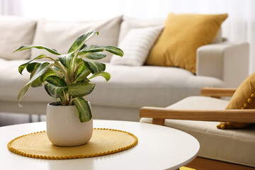 Spring atmosphere. Coffee table with potted plant, comfy sofa and armchair indoors