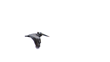Isolated dark headed pelican in flight on blank background - isolated bird