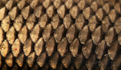 Fish scales close up. The skin of a fish as a background. © Vera