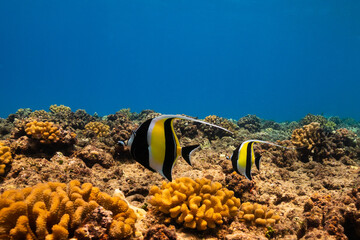 Moorish Idols Along the Reefs of Hawaii