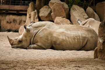 Full body shot of a rhinoceros taken from the side lying on a sandy ground, rocks in the background.
