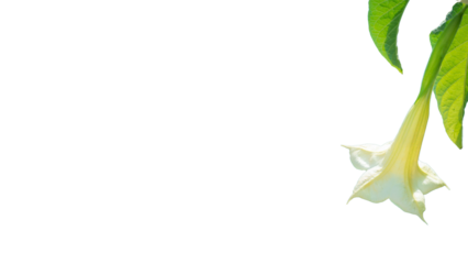 Isolated, hanging Angel's Trumpet (aka Devil's Trumpet) against a transparent background