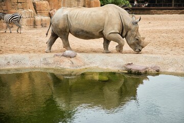 Naklejka premium Full body shot of a rhinoceros from the side running past a lake in which it is reflected, in the background a rock wall and a zebra.
